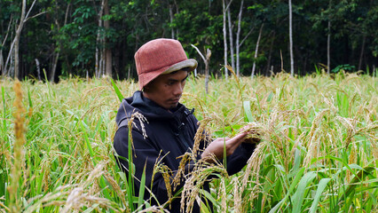 Farmer checking rice plants of organic rice farm field