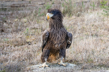 The Kamchatka eagle (Haliaeetus pelagicus) is the largest eagle on the planet. The wingspan of...