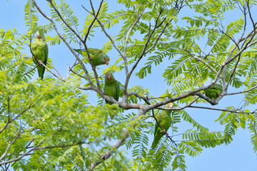 Cobalt-winged Parakeet. Brotogeris cyanoptera. Sani Island, Rio Napo, upper Amazon basin, Ecuador