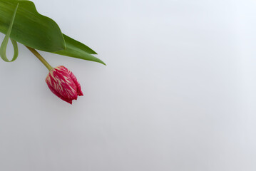 Tulipe fuchsia et blanche sur fond blanc, fleur isolée