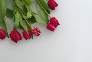 Bouquet de tulipes fuchsia sur fond blanc