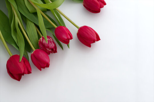 Bouquet de tulipes fuchsia sur fond blanc