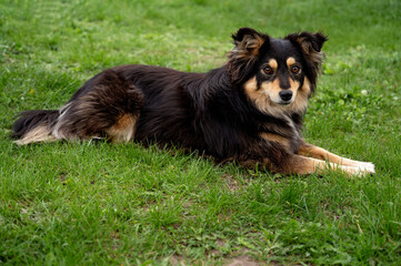 Beautiful dog lying on the grass in the park. Long-haired dog.