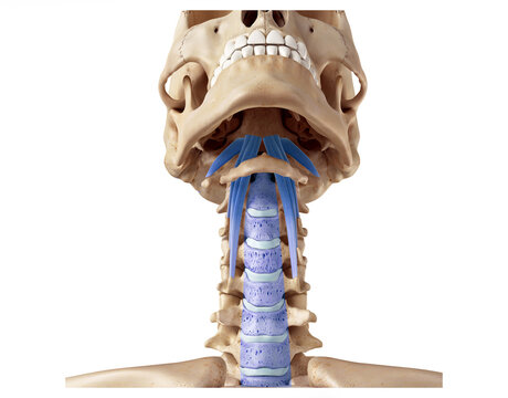 Deep muscle connection of the neck - longus capitis, anterior longitudinal ligament, rectus capitis anterior