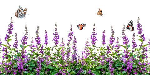 Close up salvia flowers bush and butterflies isolated on white - obrazy, fototapety, plakaty