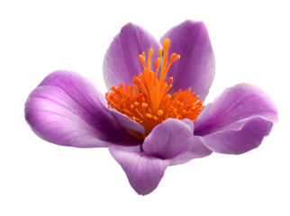 Zoomed-in perspective of solitary purple saffron blossom Jacob's Ladder (Polemonium caeruleum). Flower Closeu