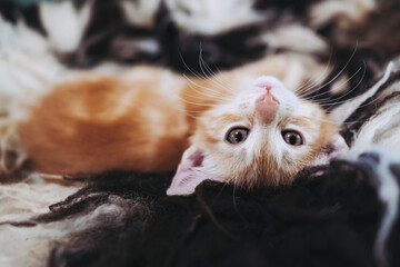 Portrait d'un mignon petit bébé chaton tigré roux à la maison	