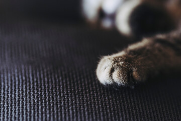 Close up sur les pattes et coussinets d'un petit bébé chaton tigré à la maison	