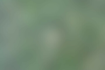 green gradient background abstract blurry fresh green