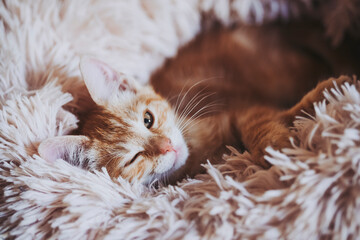 Portrait d'un mignon petit bébé chaton tigré roux à la maison	 - obrazy, fototapety, plakaty