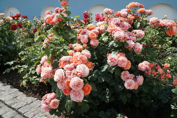 Blooming beautiful bright full roses