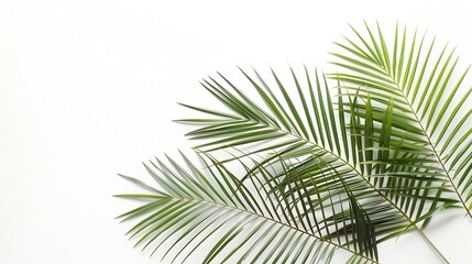 Fototapeta premium palm branches isolated on white background flat lay top view : Generative AI