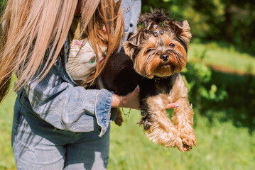 Yorkshire terrier in the arms of his owner in the park