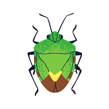recommend clip art: Beetle, shield stink bug, top view. Forest fauna species. Wild small pest animal. Abstract fictional insect. Flat graphic vector illustration isolated on white background