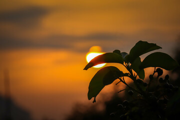 sunrise with plant