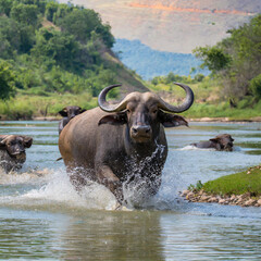 buffalo standing in water