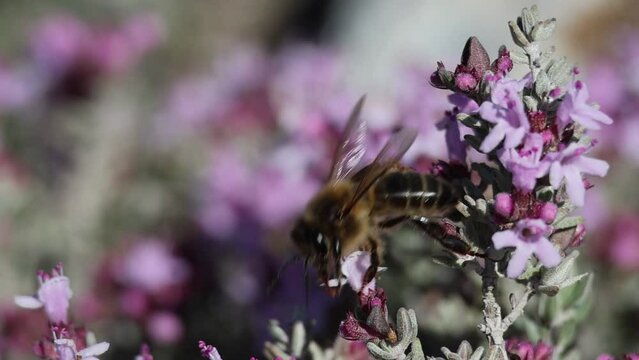 Apis mellifera recolectando nectar en flores de planta Thymus vulgaris 