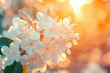 Ethereal Radiance of Jasmine Blooms in Vibrant Sunlight