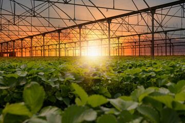 The rows of young plants growing in the greenhouse at sunset