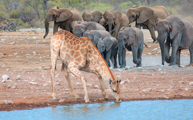 Giraffe visit a watering hole - Group of African elephants running to the edge of a small lake to drink water - Etosha National Park, Namibia, Africa