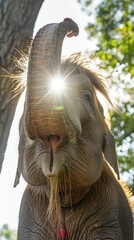 Elephant using trunk for hair styling, soft backlight, top view, detailed expressions, fun