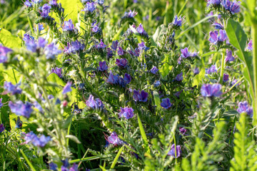 Obraz premium Blue flowers in the field, common blueberry (Echium vulgare). Viper vermilion , a medicinal plant.