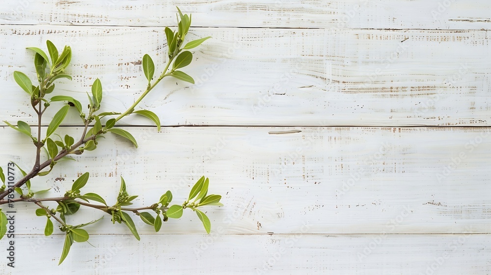 Poster spring plant over wood background decorative plant branch top view on white wooden background with f