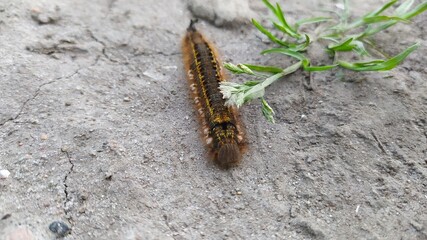 Silkworm caterpillar - the nature of Sweden