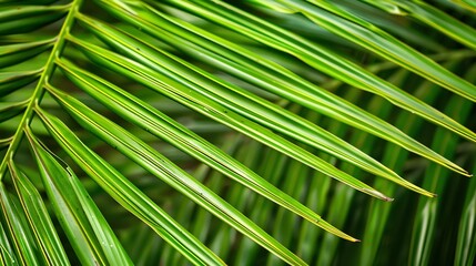 Close up green palm leaf texture leaf palm tree : Generative AI