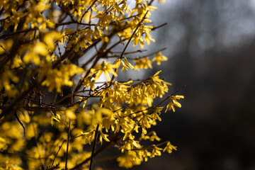 Gelbe Forsythie im Frühling mit vielen Blüten