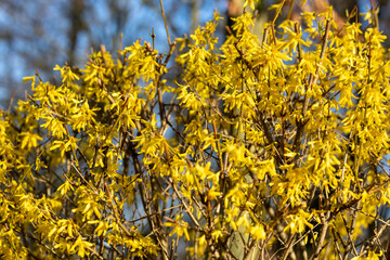 Gelbe Forsythie im Frühling mit vielen Blüten