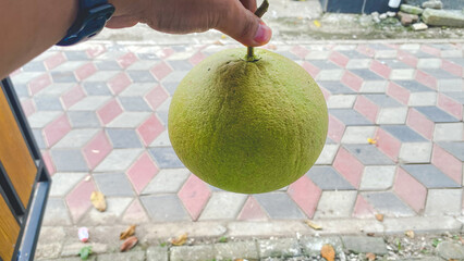 Jeruk bali, large orange, or pomelo or C. maxima is a citrus plant that produces the largest fruit
