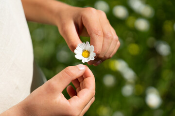 Child's hands picking a daisy from the field