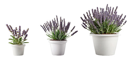 Three lavender pots of different sizes: small, medium, large. Flowering plant in white pot.