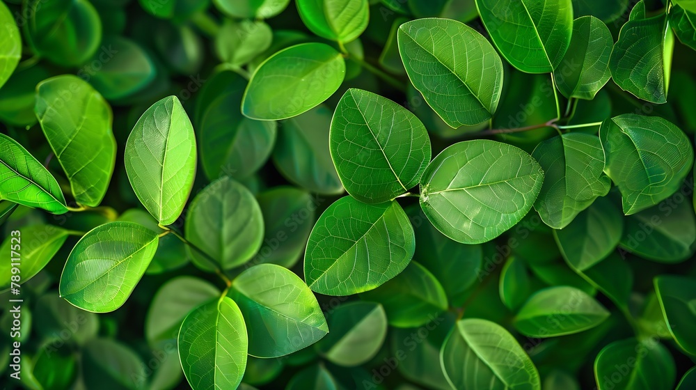 Poster close up group of background green leaves texture and abstract nature background lush foliage textur