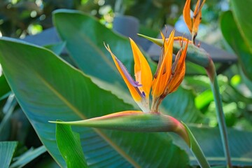 Closeup of Strelitzia reginae, commonly known as the crane flower, bird of paradise, or isigude in Nguni, is a species of flowering plant native to South Africa. 