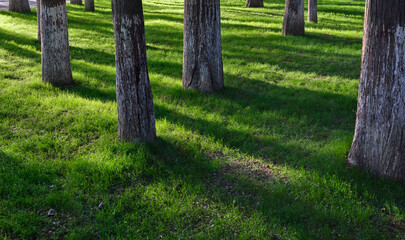 grass and trees in the evening