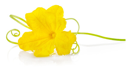 Yellow Flower of Cucumber plant. Natural cucumber vegetable, organic food, flower isolated on white...