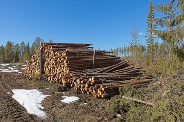 Stacked timber logs on the side of road waiting for pickup in spring.