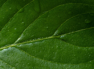 Macro photo of a green leaf and and dew drops. Texture natural background