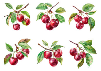Watercolor cherry set on transparent background. 