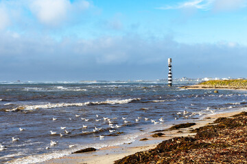 Plage parsemée d'algues brunes, mouettes s'égayant dans les eaux du Finistère sud, à Penmarc'h...
