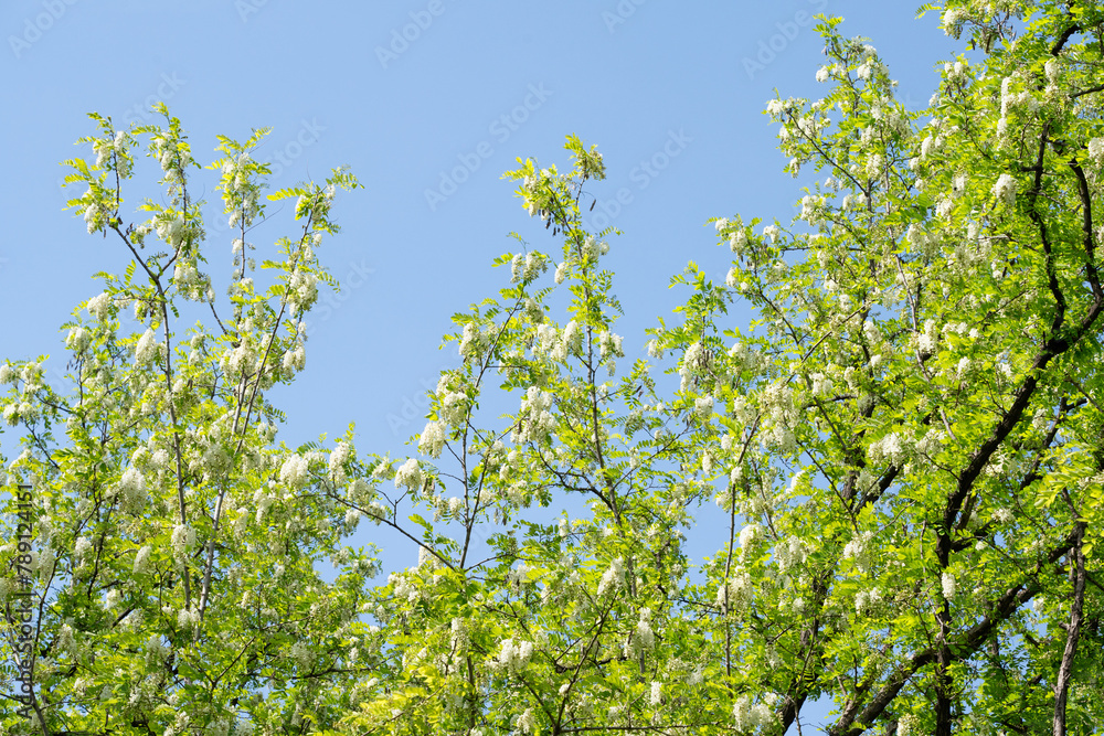 Sticker acacia tree flowers blooming in the spring.