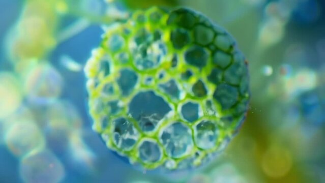 Bright blue chloroplasts are clearly visible within this Euglenoid cell providing a glimpse into the photosynthetic processes that . AI generation.