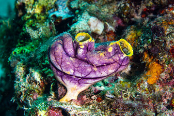 Fototapeta premium Golden Sea Squirt Polycarpa aurata