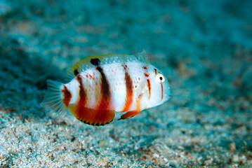 Leaf Wrasse Iniistius dea