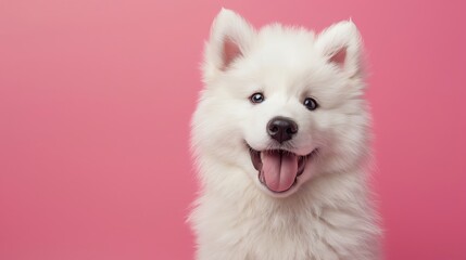 Fluffy white Samoyed puppy smiling, soft pink background - obrazy, fototapety, plakaty