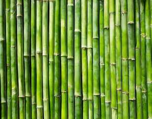 Bambus Hintergrund grün 