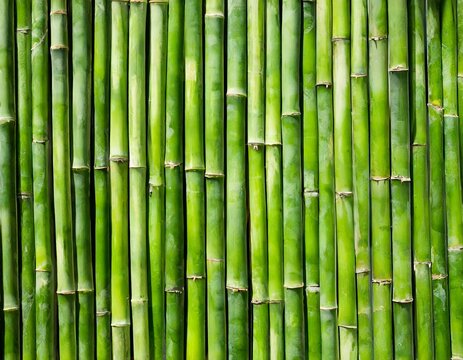 bambus mit rasendünger düngen Bambus Dünger Flora Boost für gesunde und prächtige Bambuspflanzen main image 0