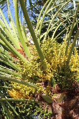 Fototapeta premium close - up of a beautiful exotic tropical flower